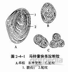淀粉粒的三种形态简图